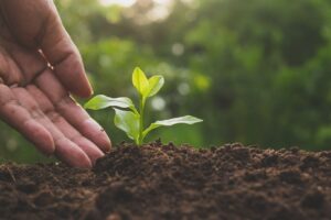 Organic Farming Revisited