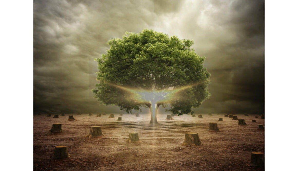 WeShouldNotCutTrees1