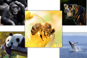 Endangered Species: Too big a task for conservation and too costly, why even bother?